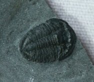 Asaphiscus wheeleri Trilobite