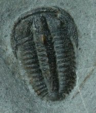Bolaspidella drumensis