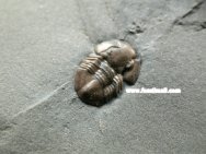 Presbynileus