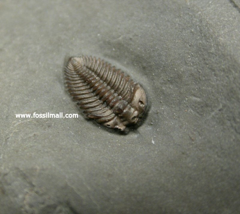 Pseudocybele lemurei Trilobite