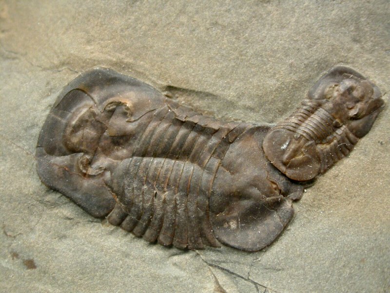 Ptyocephalus yersini Trilobite