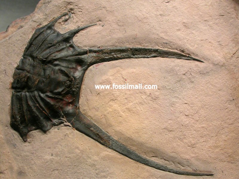 New Dorypyge Trilobite Species