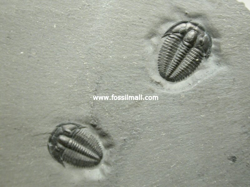 Elrathia marjumi Trilobites