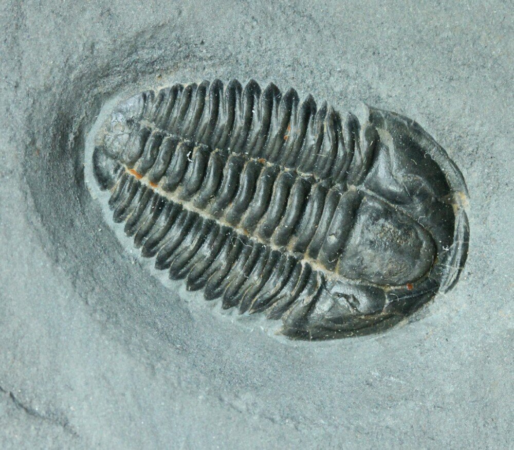 Modocia brevispina Ptychopariid Trilobite