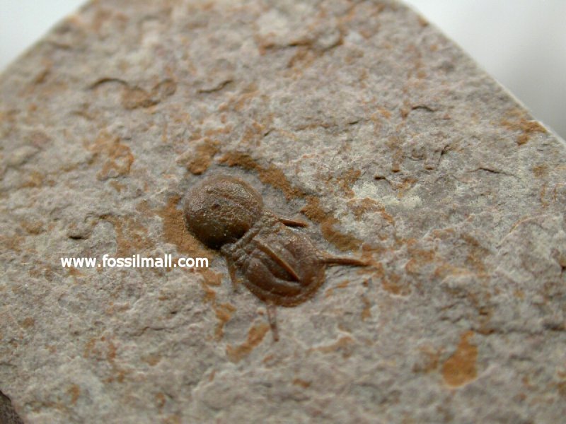 Ptychagnostus michaeli