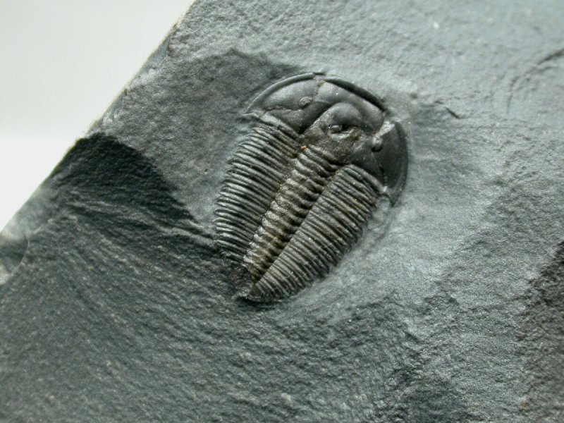 Modocia Trilobite