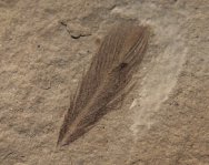 Contour Feather Fossil