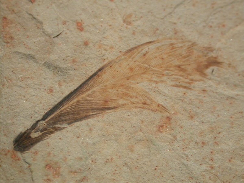 Green River Feather Fossil