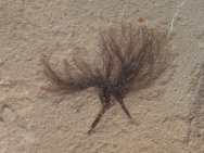Feather Fossils