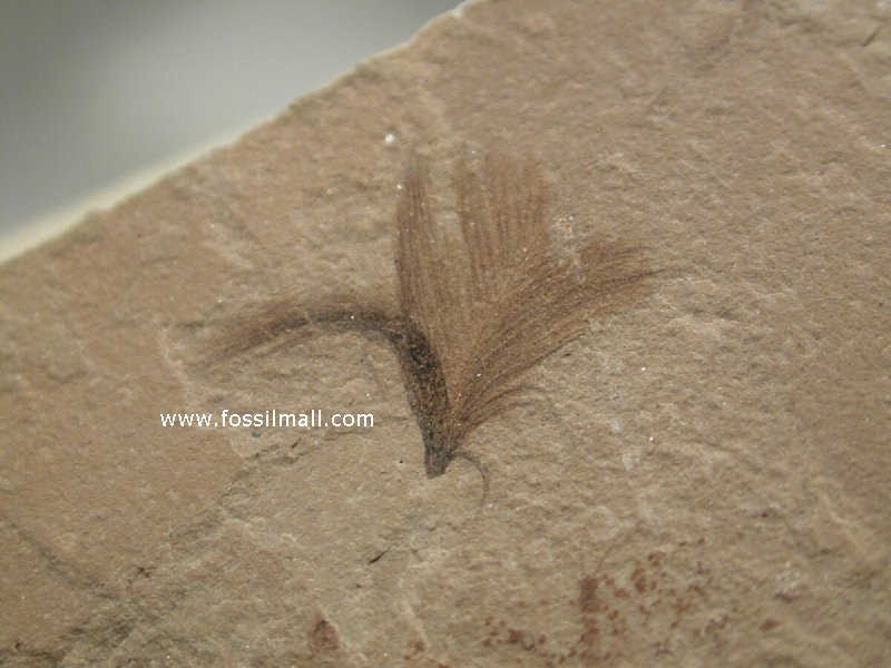 Green River Fossil Bird Feather