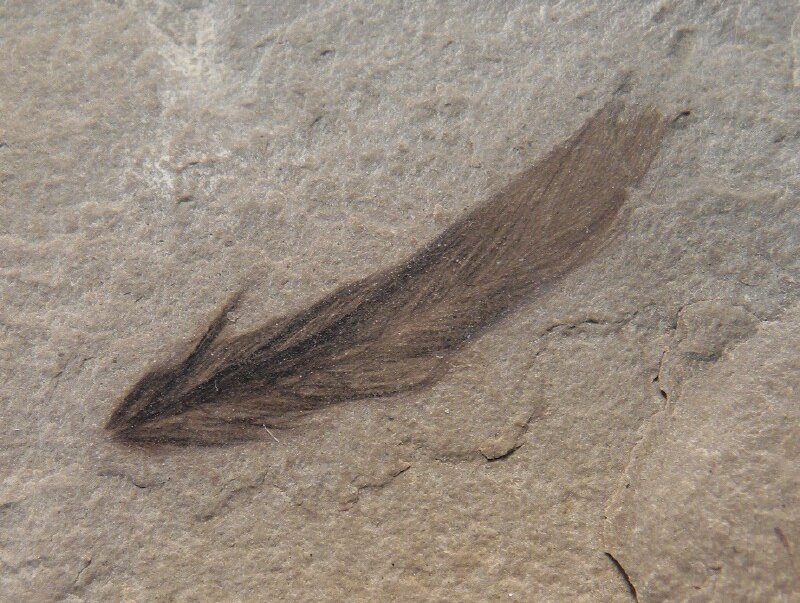Bird Feather Fossil