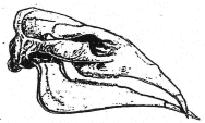 Desmostylus hesperus skull