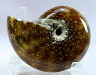 Desmoceras Ammonite