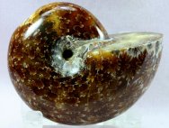 Phylloceras Ammonite