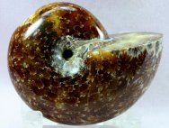 Phylloceras Ammonite