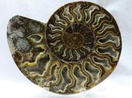 Cleoniceras Ammonite for Sale