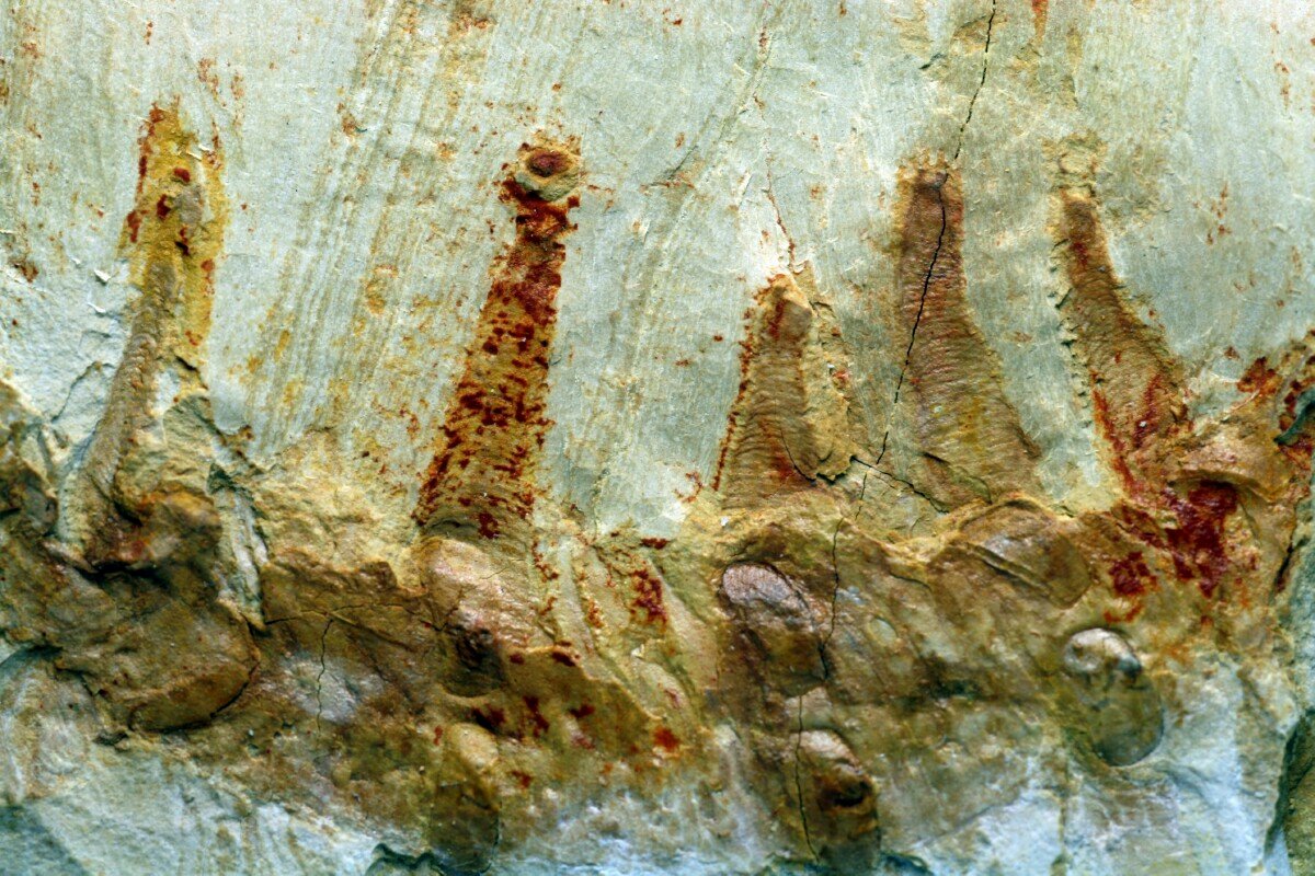 Onychodictyon ferox Lobopod