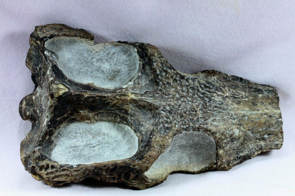 Steneosaurus Crocodile Fossil 