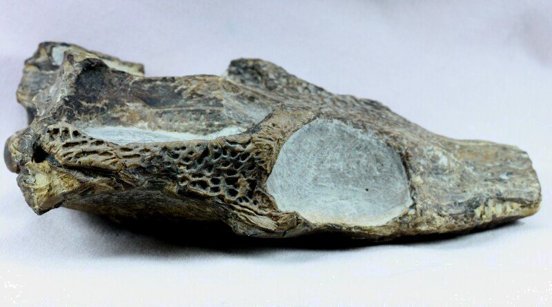 Steneosaurus bollensis Crocodile Fossil 