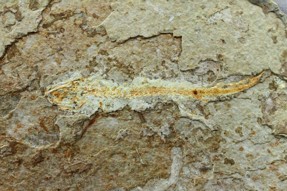 Jeholotriton paradoxus Fossils
