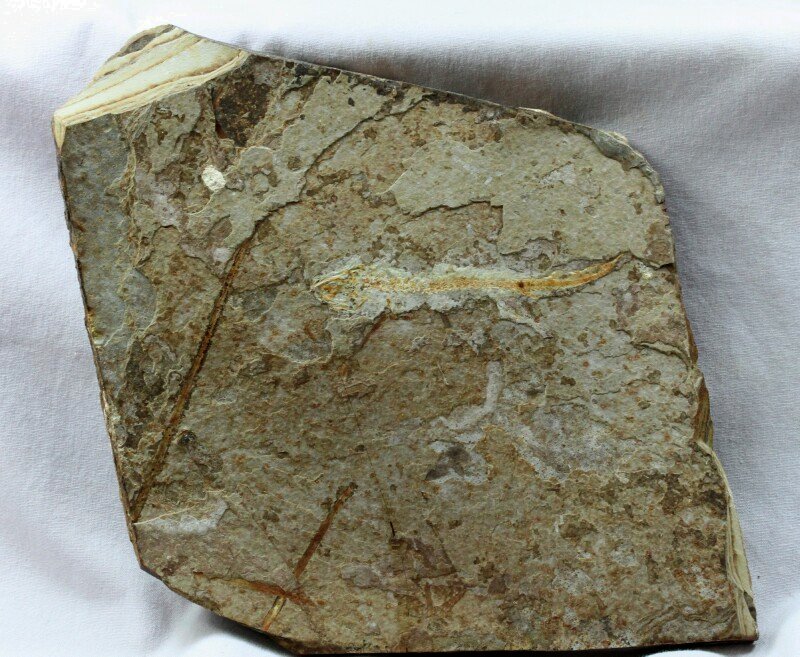 Jeholotriton paradoxus Salamander Fossil for Sale