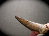 Daspletosaurus Tyrannosaurid Dinosaur Tooth