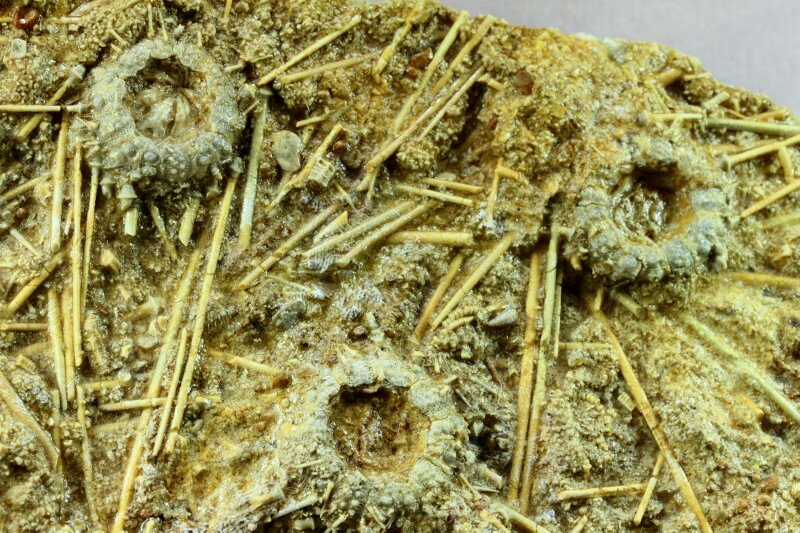 Acrosalenia hemicidaroides Echinoid Fossils Death Assemblage