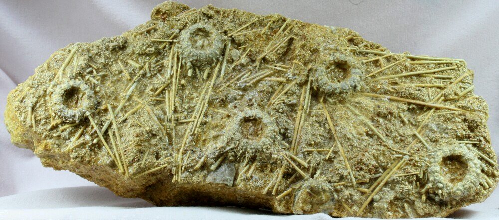 Acrosalenia hemicidaroides Echinoid Fossils 