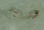 paleozoic-fish