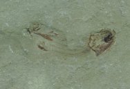 paleozoic-fish