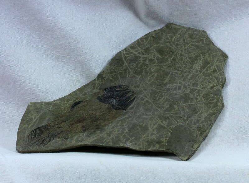 Coelacanth Fish Fossil