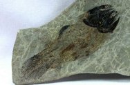 Caridosuctor populosum Mississippian Coelacanth Fish Fossil