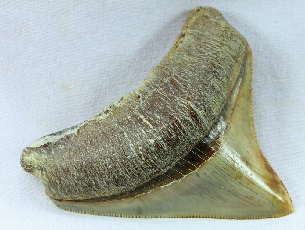 Megalodon Tooth for Sale