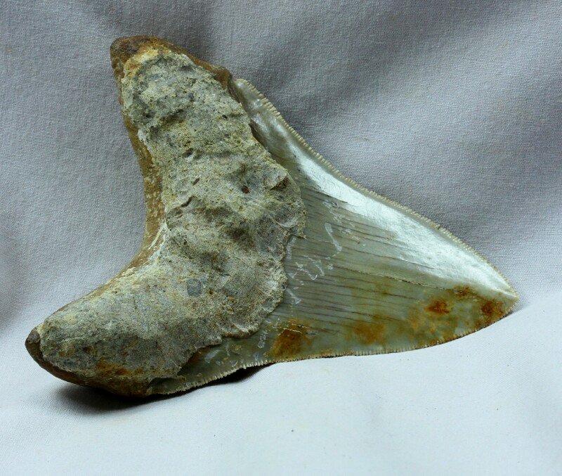 Carcharocles megalodon Shark Tooth Fossil for Sale
