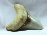 Carcharocles Shark Tooth for Sale