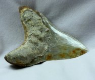 Carcharocles (Carcharodon) megalodon shark tooth