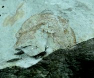 Witaaspis Jawless Fisg Fossil
