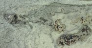 harpagofututor-paleozoic-shark-fossil