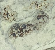 harpagofututor-paleozoic-shark-fossil