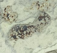 harpagofututor-paleozoic-shark-fossil