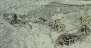 Harpagofututor paleozoic shark fossil for sale
