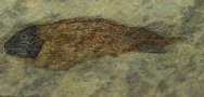 Bear Gulch Coelacanth Fossil