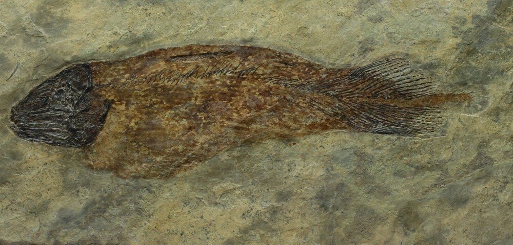Caridosuctor Coelacanth Fish Fossil