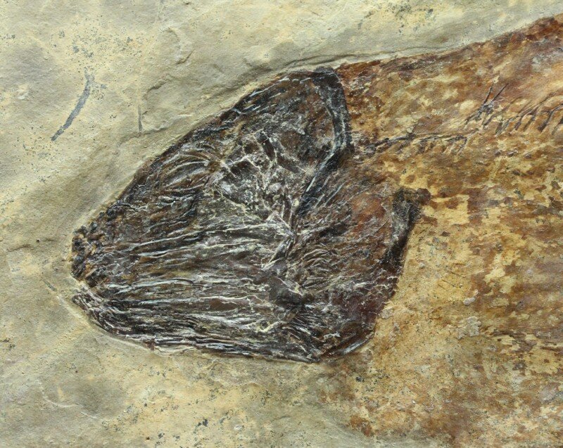 Bear Gulch Coelacanth Fish Fossil