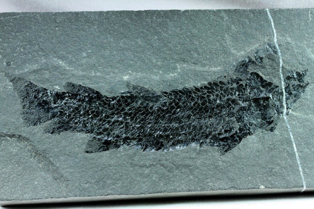 Osteolepis macrolepidotus