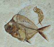 Aipichtys Fish Fossil