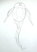 Bothriolepis