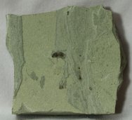 diptera-insect-fossil