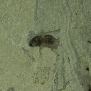 diptera-insect-fossil