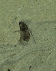 diptera-insect-fossil